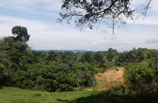 Cultivo de Palma de Aceite